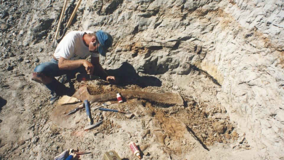 Sue, Dinosaurier Nr. 13 Terry Wentz