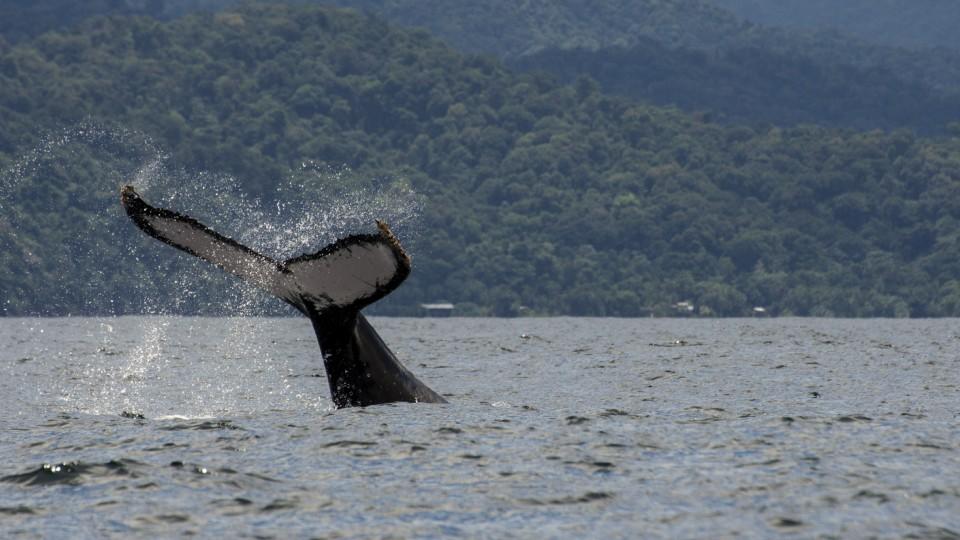 Die große Reise der Buckelwale Die Flosse eines Buckelwales