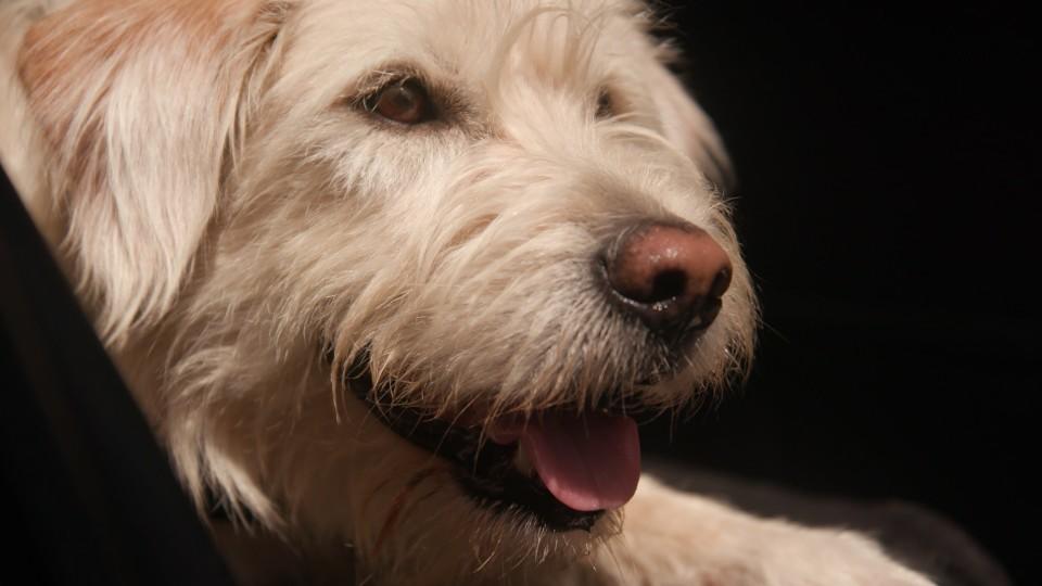 Hunde - Die treuen Gefährten Hund