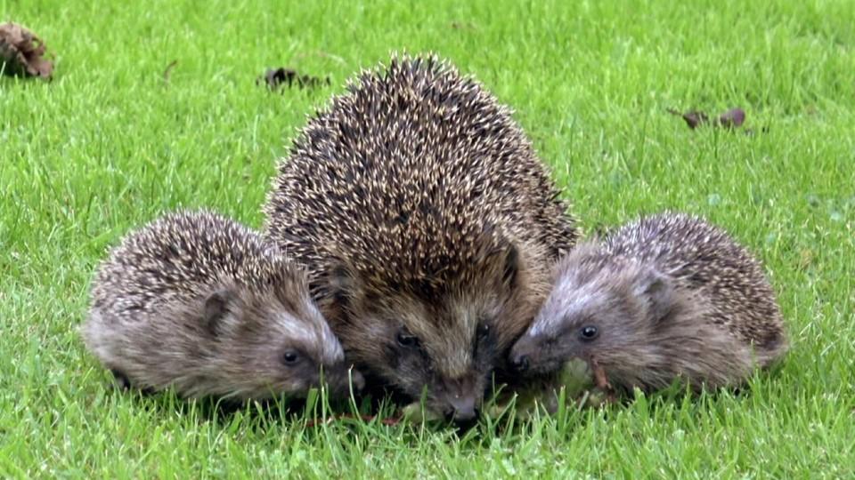 Alarm im Garten - Neues von Mauwurf und Co. Alarm im Garten - Neues von Mauwurf und Co.