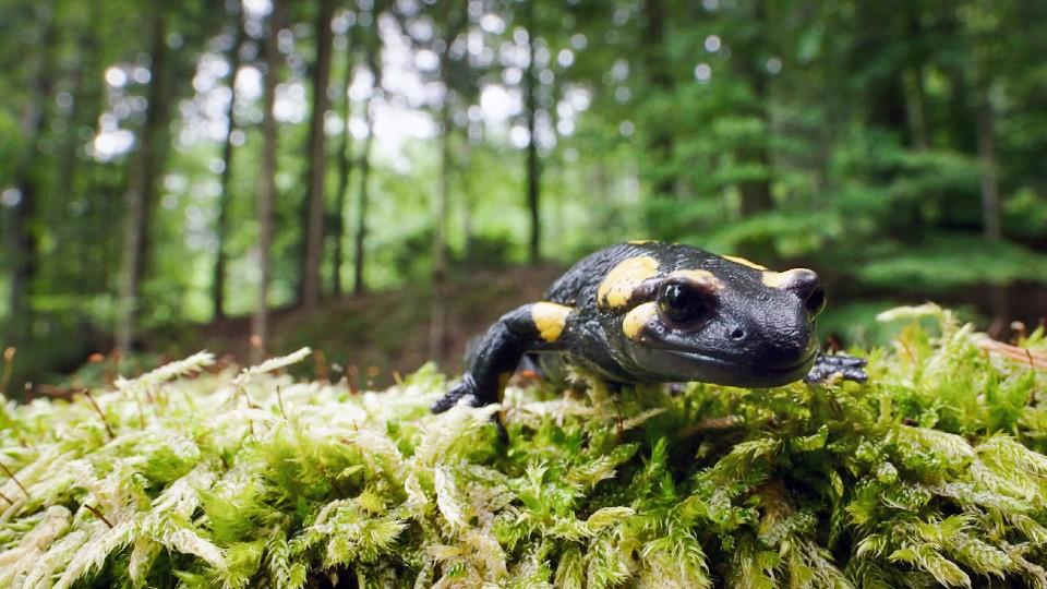 Die Kleiderordnung der Tiere Die Kleiderordnung der Tiere