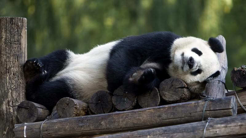 WWF-Bericht präsentiert dramatische Zahlen: Der Erde droht ein Burnout Zahl der Wirbeltiere halbiert - auch die Pandas gelten als stark gefährdet.