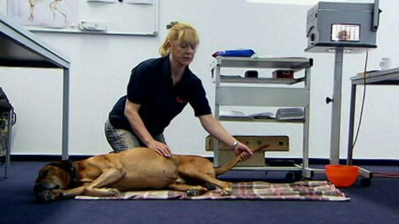 Erste Hilfe am Hund: So hilft man seinem Vierbeiner im Notfall Erste Hilfe am Hund: So hilft man seinem Vierbeiner im Notfall