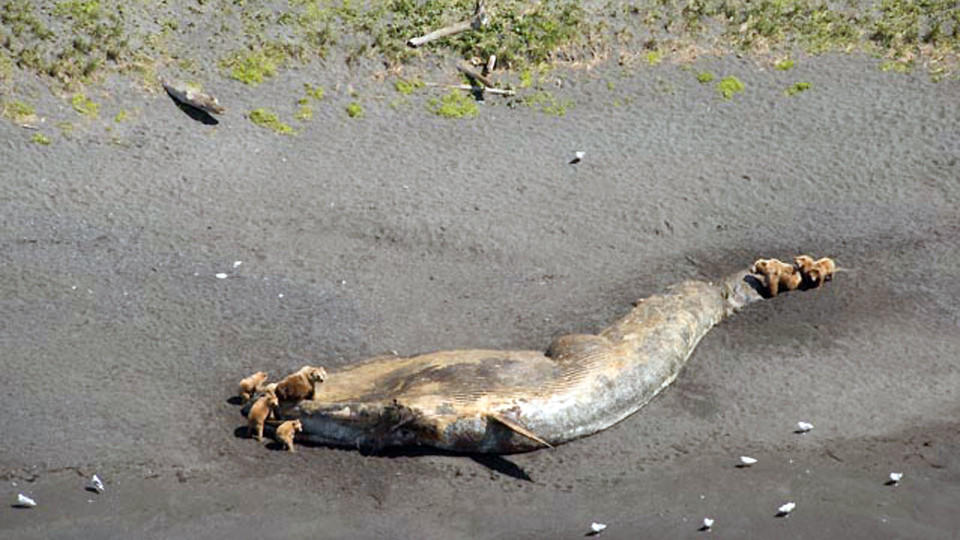 Alaska: Behörden untersuchen rätselhaftes Walsterben Rätselhaftes Walsterben in Alaska