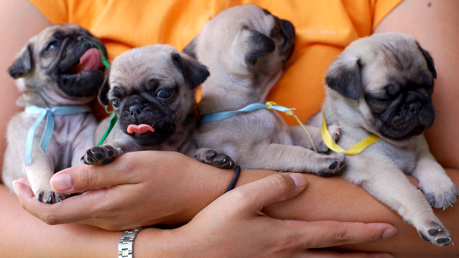 Schlimmer Verdacht: Starben 22 Mops-Welpen wegen einer Glyphosat-Vergiftung? 22 Hundebabys starben, zehn von ihnen mit schweren Missbildungen.