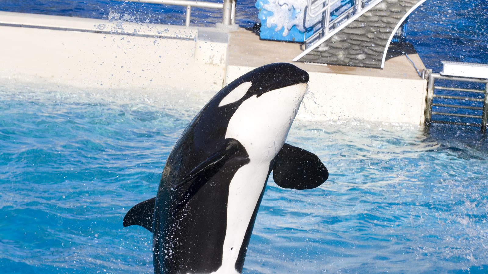 Umstrittener Schulausflug: Mutter verbietet Sohn auf Orca-Show zu gehen - und erntet dafür Respekt Orca-Show