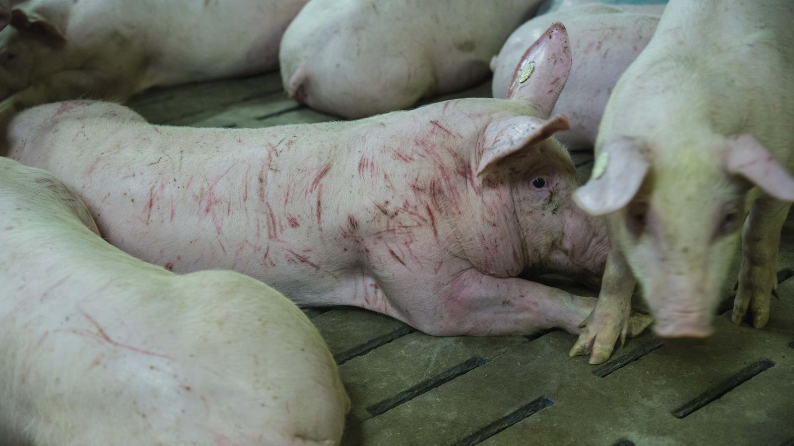 Ekelbetrieb von NRW-Landwirtschaftsministerin: “Hier wird vorsätzlich großes Tierleid praktiziert” tierretter.de