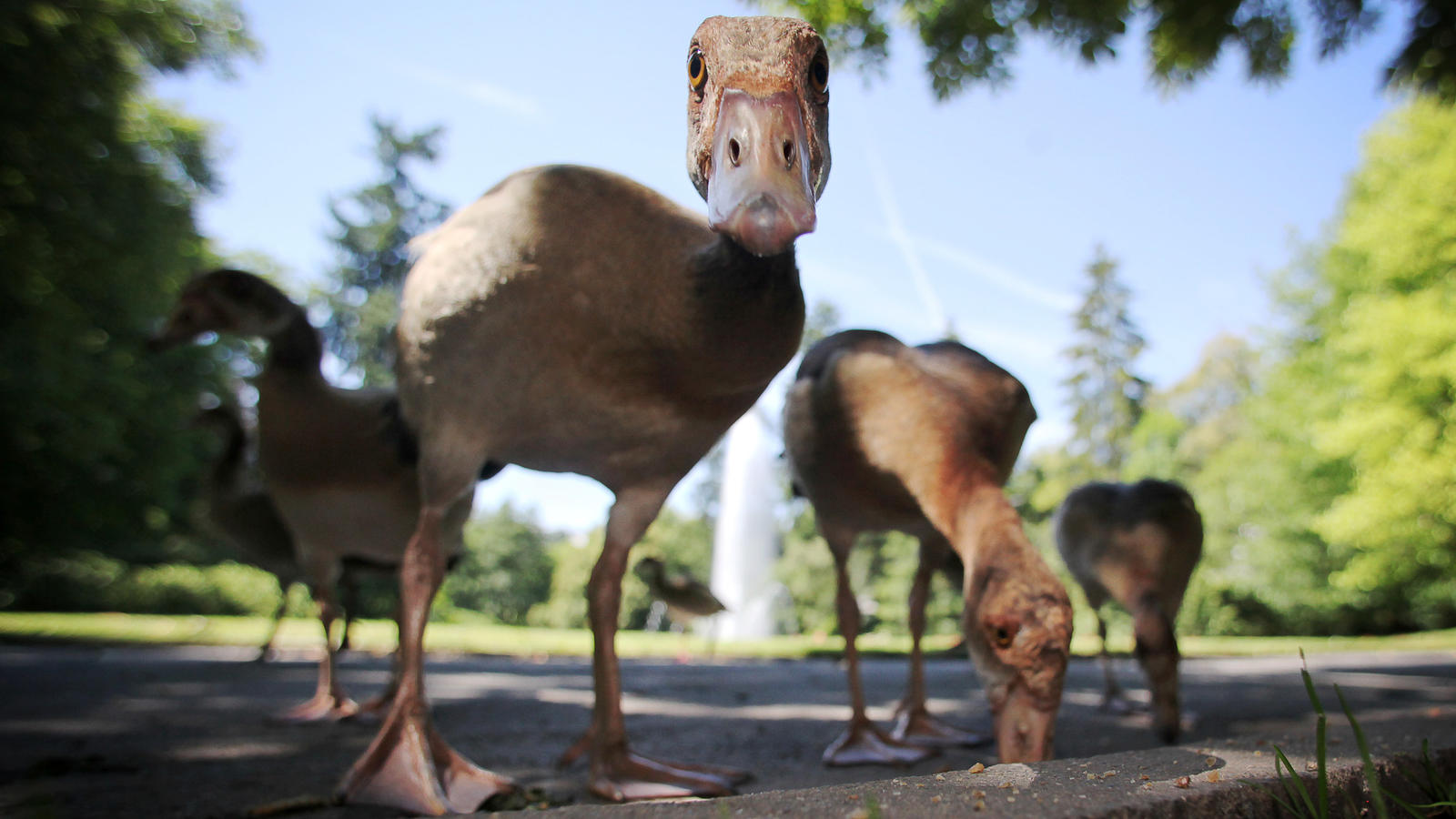 Gefährlicher Vogelkot: Frankfurt gibt Nilgänse zur Jagd frei – Naturschützer wehren sich ARCHIV - Bei strahlendem Sonnenschein futtern am 24.07.2012 im Kurpark in Bad Schwalbach afrikanische Nilgänse Brotkrumen. (zu dpa «Frankfurt gibt Nilgänse zum Abschuss frei - Protest der Tierschützer» vom 16.08.2017) Foto: Fredrik Von Erichsen/dpa +