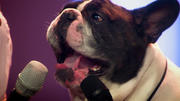 Dieter Bohlen sieht in Bulldogge Junior kein Supertalent Dieter Bohlen sieht in Bulldogge Junior kein Supertalent