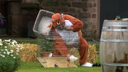 Fuchs, wer hat das Huhn gestohlen? Fuchs, wer hat das Huhn gestohlen?