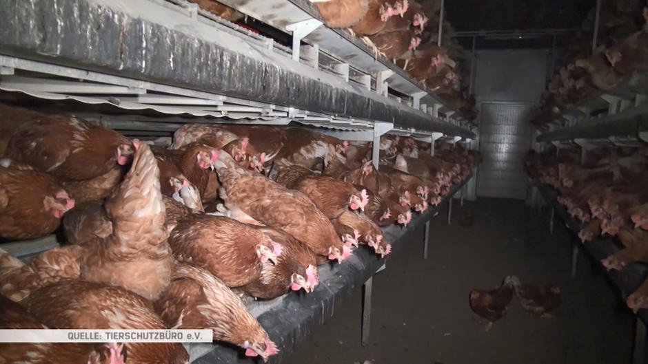 Bio-Eier von glücklichen Hühnern? Wohl nicht immer! Bio-Eier von glücklichen Hühnern? Wohl nicht immer!