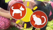 Auch Hunde und Kanninchen können Sonnenbrand bekommen Auch Hunde und Kanninchen können Sonnenbrand bekommen