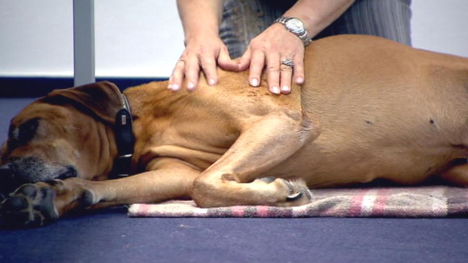 Erste Hilfe beim Hund: Stabile Seitenlage & Co. Erste Hilfe beim Hund: Stabile Seitenlage & Co.