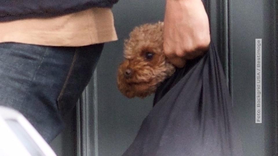 Hund im Sack Geht Orlando Blooms Tierliebe zu weit?