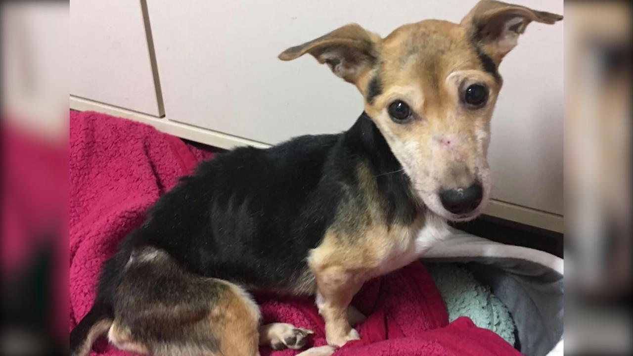 Gesunder Hund Eingeschlafert Um Mit Besitzerin Begraben Zu Werden