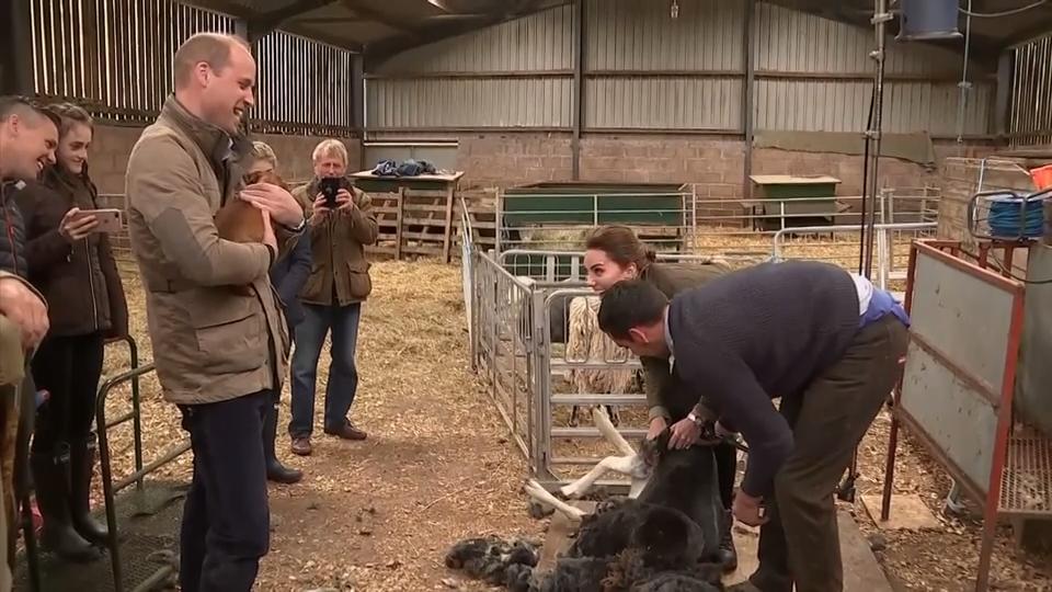 Ungewöhnliche Aufgabe für die Herzogin Kate schert ein Schaf