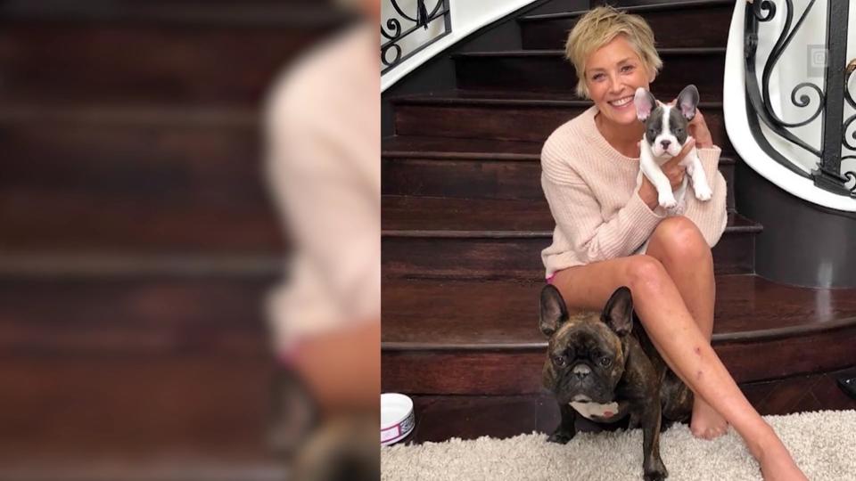 Hollywoodstar altert mit Würde Sharon Stone wunderschön und ungeschminkt