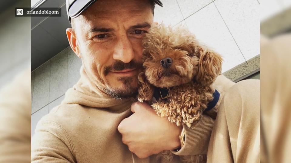 Orlando Blooms Pudel Tattoo Orlando Blooms Pudel Tattoo