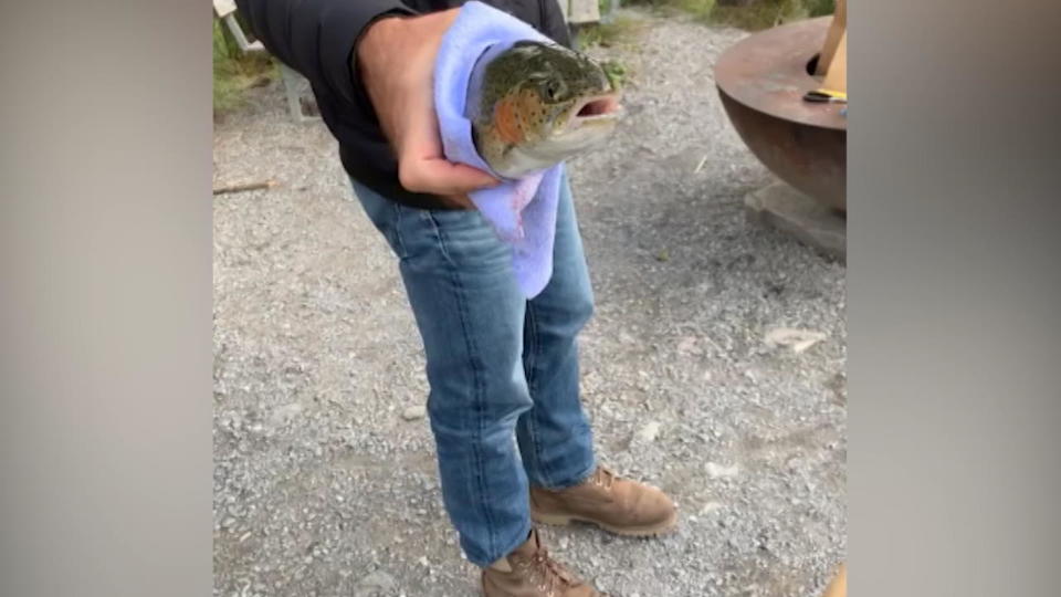 Fisch kämpft um Sauerstoff Irina Beller postet Video von Tierquälerei