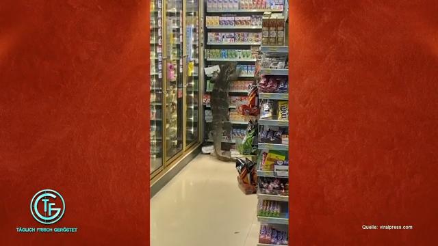 Täglich Frisch Geröstet "Täglich Frisch Geröstet"-Stand-Up & Echse im Supermarkt