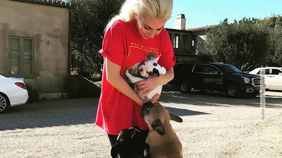 Fünf Tatverdächtige festgenommen Lady Gagas Hundekidnapper geschnappt