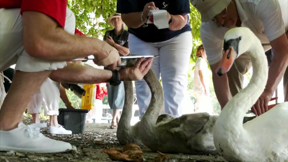 Diese Tradition ist "very British" Zählung der königlichen Schwäne in London