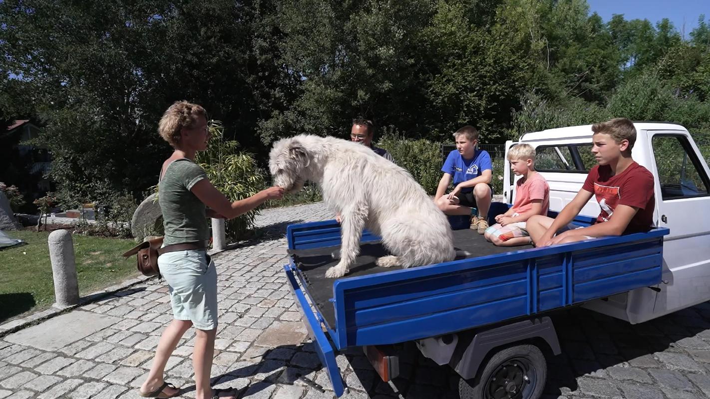 Die großen Hunde - Mit Martin Rütter