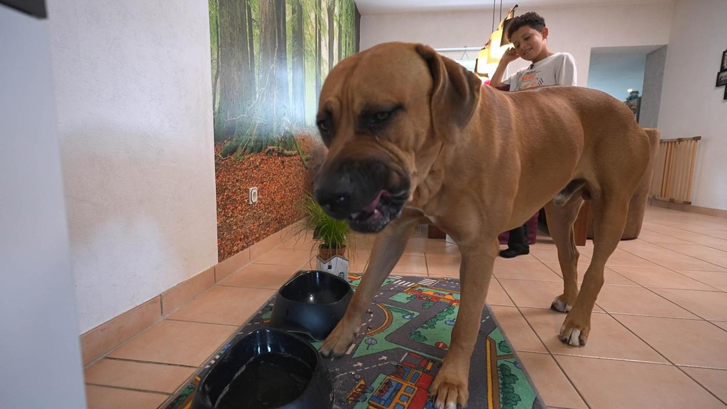 Die großen Hunde - Mit Martin Rütter