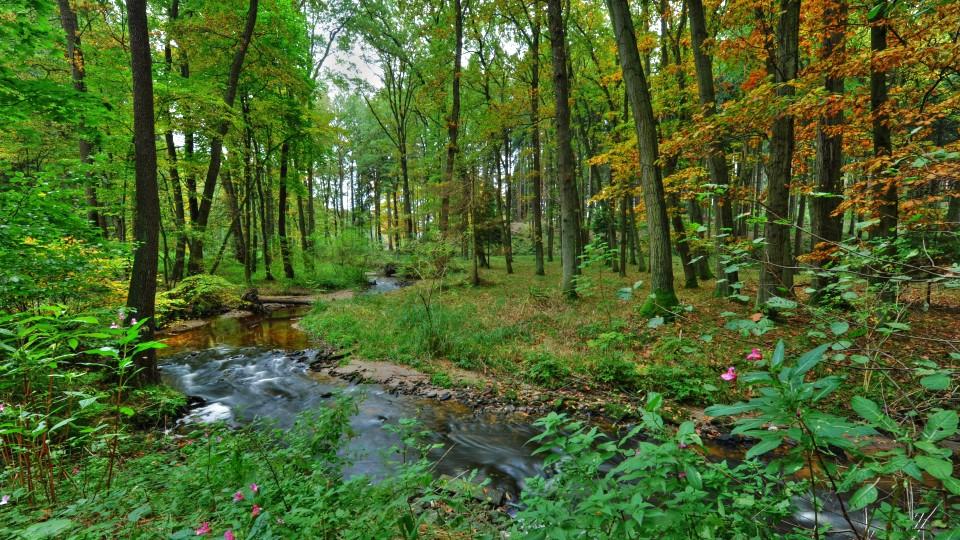 Wildes Deutschland  Der Th ringer Wald  Die Dokumentation 