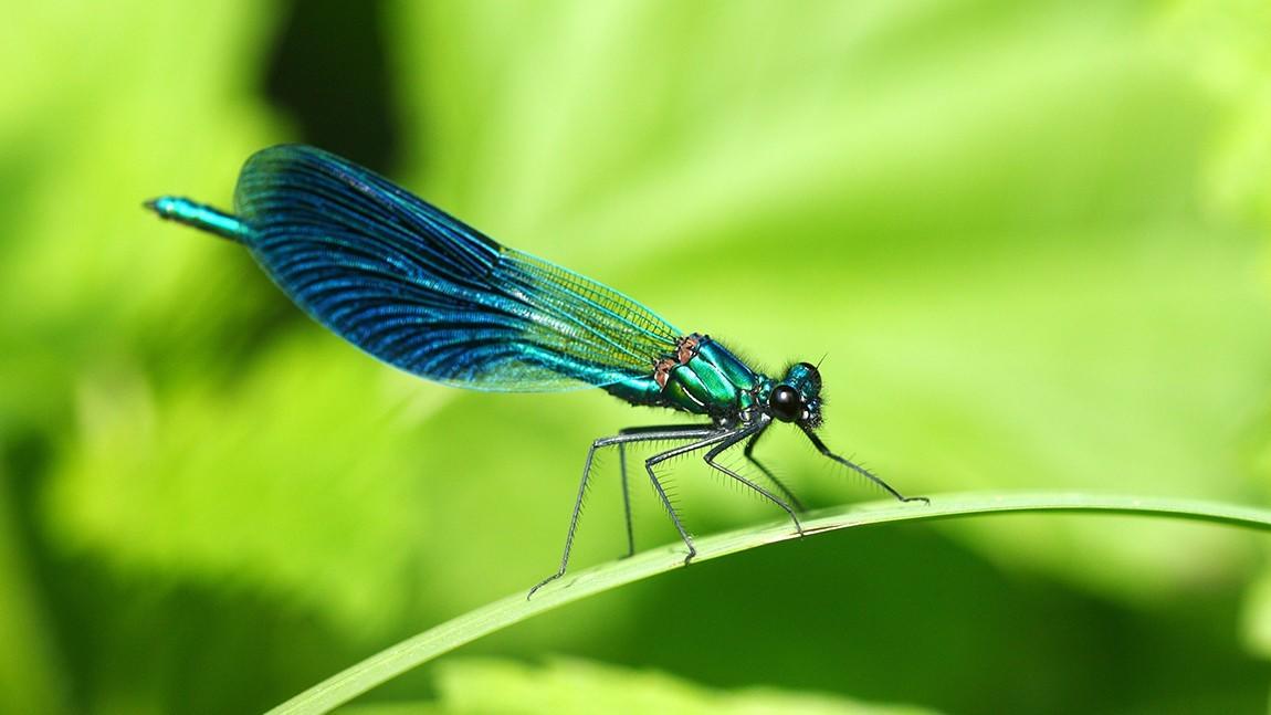 Die Sieger Mit 6 Beinen Geo Television Zeigt Die Insekten Dokumentation