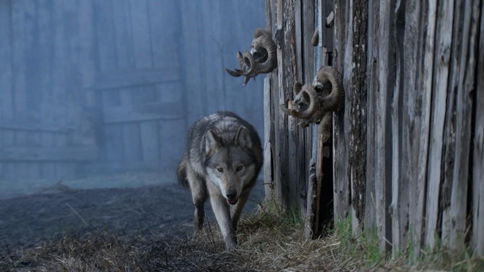 Ein Leben Mit Wolfen Bei Geo Television