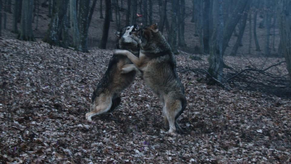 Ein Leben Mit Wolfen Bei Geo Television