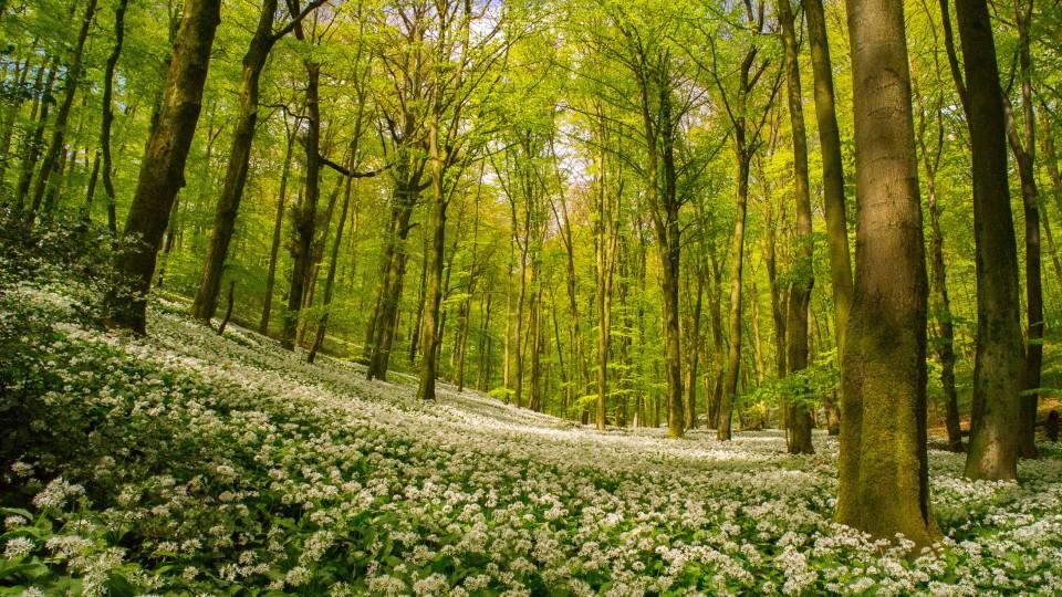 Wildes Deutschland  Der Teutoburger Wald  GEO Television