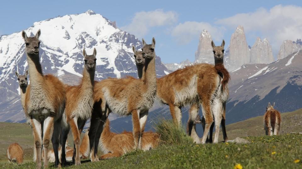 Das Liebesleben Der Tiere Geo Television