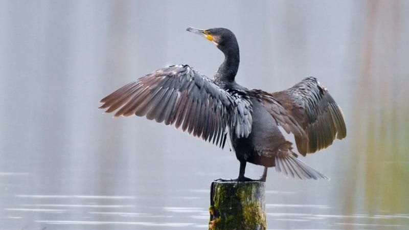 Kormoran