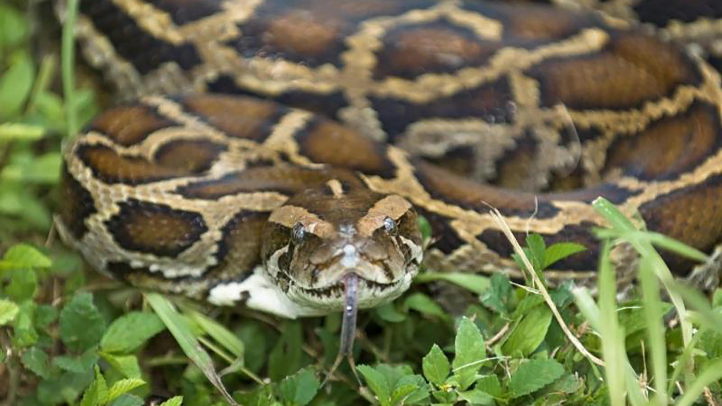 Frisst frau anaconda lebende Schlange frisst