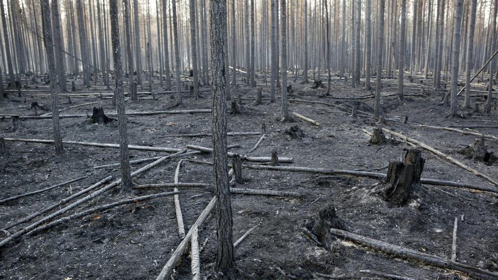22.07.2018, Schweden, Angra: Ein ausgebrannter Wald im Bezirk Ljusdal. Über Schwedens Wäldern liegt weiter dichter Qualm. So dicht, dass die Löschflugzeuge teils nicht abheben können. Trotzdem gibt es erstmals seit Tagen gute Nachrichten. Die heftige