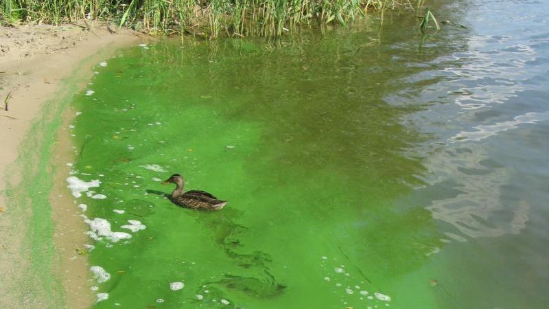 Blaualgen im Wasser