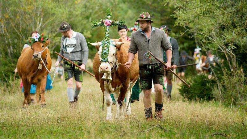Bauern treiben geschmückte Kühe
