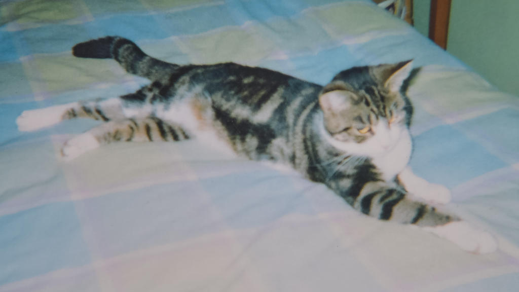 Ein Foto von der vier Jahre alten Boo bevor sie vor dreizehn Jahren verloren ging.