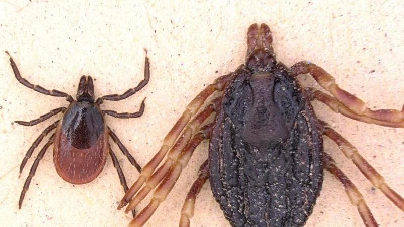 Gemeiner Holzbock und Hyalomma marginatum