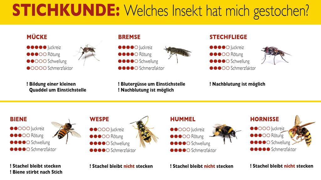 Stichkunde Insekten