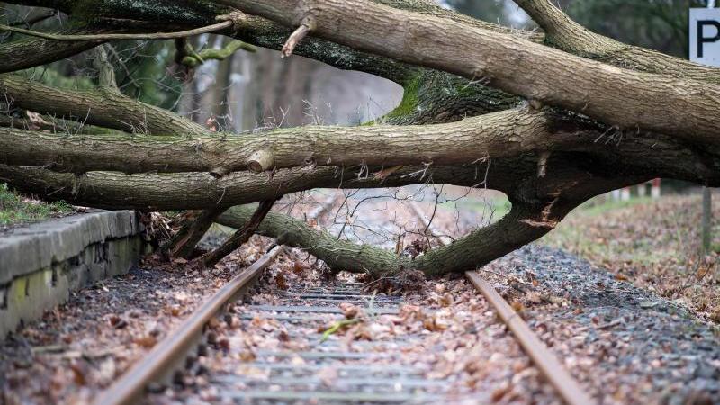 Ein umgestürzter Baum