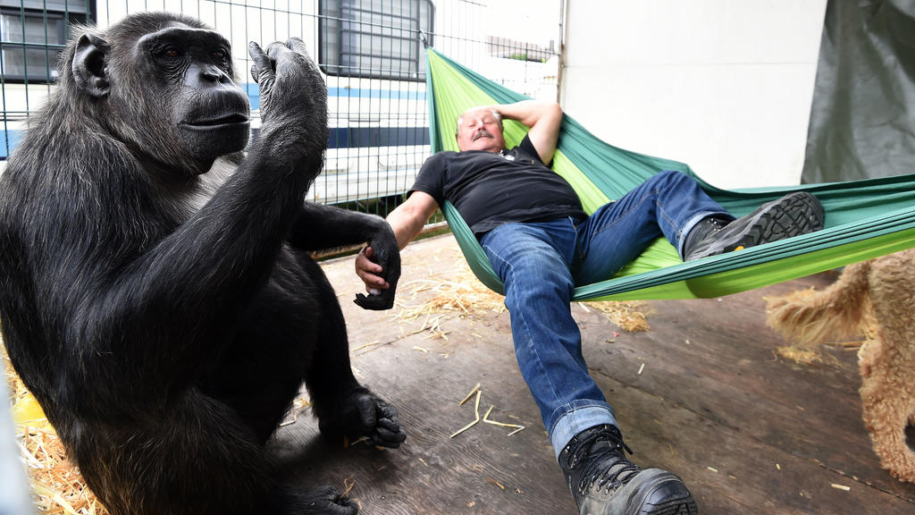 21.09.2018, Niedersachsen, Visselhövede: Klaus Köhler, Direktor des Zirkus "Belly", liegt in einer Hängematte während Schimpanse "Robby" ihn schaukelt. Seit mehr als 40 Jahren lebt das Tier im Zirkus. Foto: Carmen Jaspersen/dpa +++ dpa-Bildfunk +++