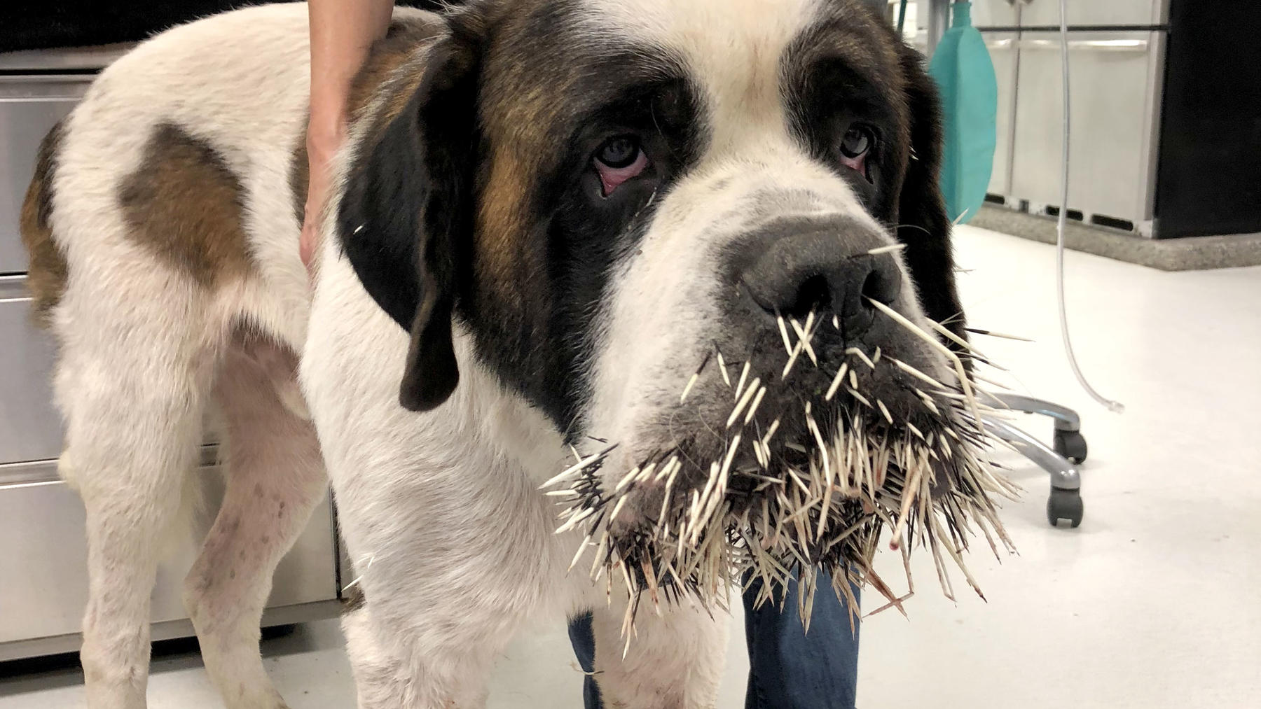 Ach Herrje Das Passiert Wenn Ein Hund Auf Ein Stachelschwein Trifft