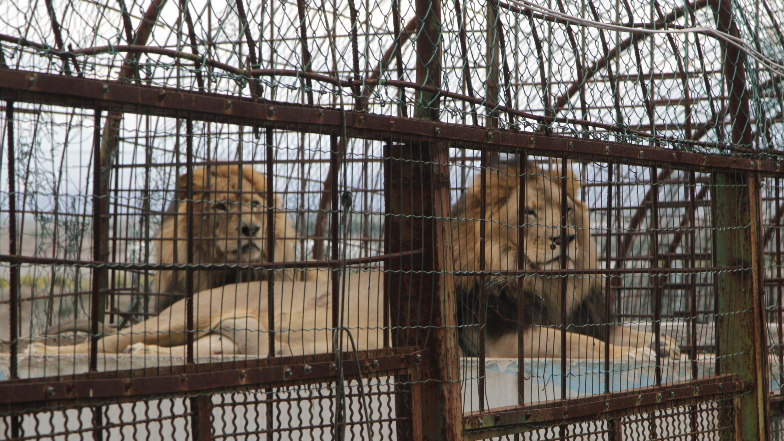 Spektakulare Tierrettung In Albanien Tierschutzer Retten Elf Tiere Aus Horror Zoo