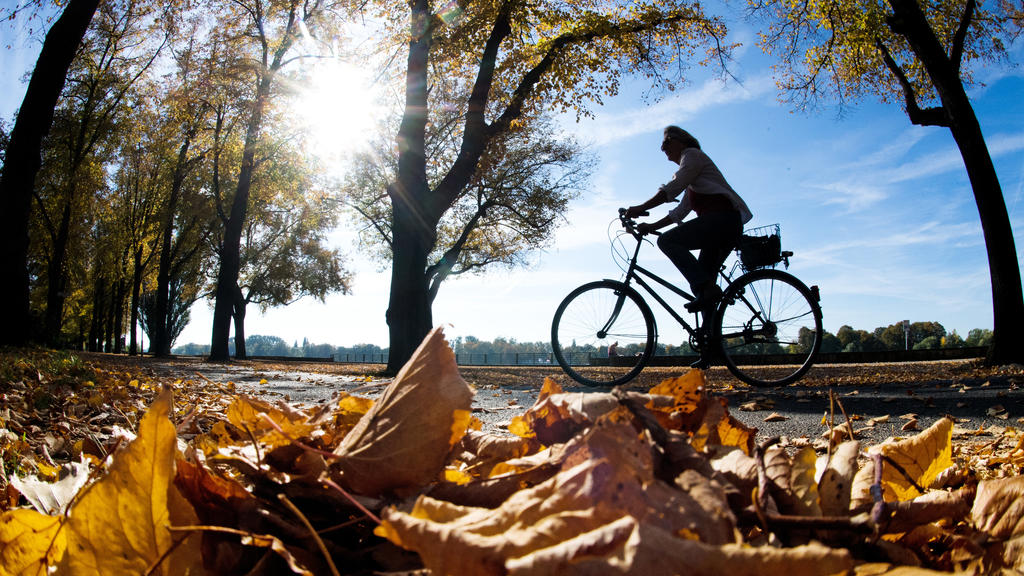 Eine Radfahrerin fährt bei Sonnenschein durch eine herbstlich verfärbte Allee.