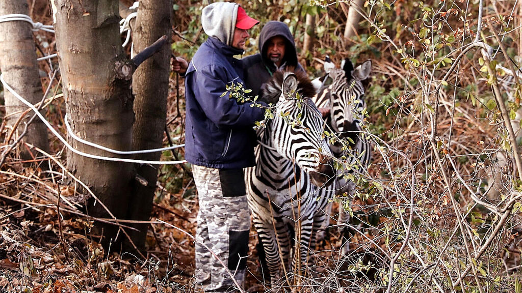 Dresden: Zwei Männer fangen zwei Zebras ein, die aus dem "Dresdner Weihnachtscircus" entlaufen sind.