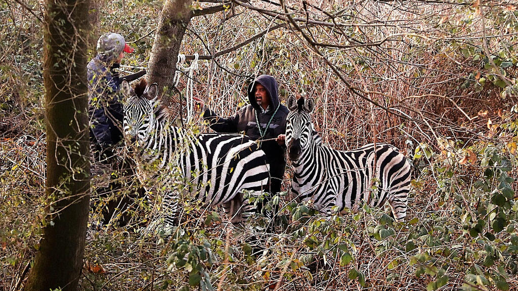 Sachsen, Dresden: Zwei Männer fangen zwei Zebras ein, die aus dem «Dresdner Weihnachtscircus» entlaufen sind. Der Weihnachtszirkus hat sein Quartier am Dresdner Elbufer aufgeschlagen. Vier seiner Zebras zog es in die Stadt
