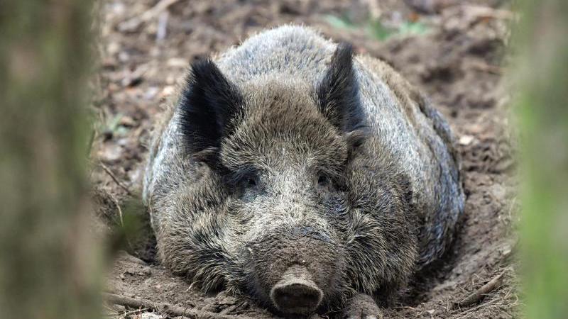 Wildschweine haben einige Tricks auf Lager. Bei Hitze wühlen die Borstentiere gerne in matschigen Pfützen